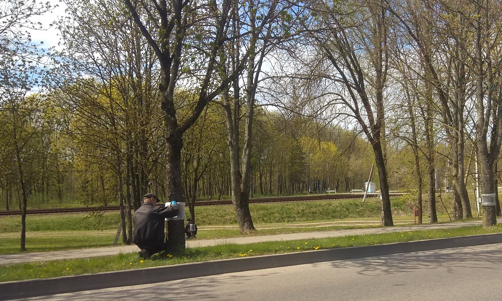 Šiomis dienomis Kėdainių mieste augančius kaštonus darbininkai puošia baltais „sijonėliais“. Dimitrijaus Kuprijanovo nuotr.
