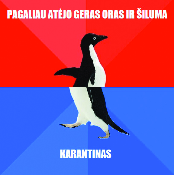  „Socially awkward penguin“ – sutrikęs pingvinas – memu tapo beveik prieš dešimtmetį. Dar 2009 metais ši pingvino nuotrauka paplito, ir pingvinas tapo memu. Šie memai yra skirtingų rūšių – pingvinas mėlyname fone, žiūrintis į kairę, pingvinas raudoname fone, žiūrintis į dešinę ir šių dviejų paveikslėlių junginys. Pastarasis simbolizuoja netikėtą posūkį istorijoje ar veiksme. Asociatyvi nuotr.