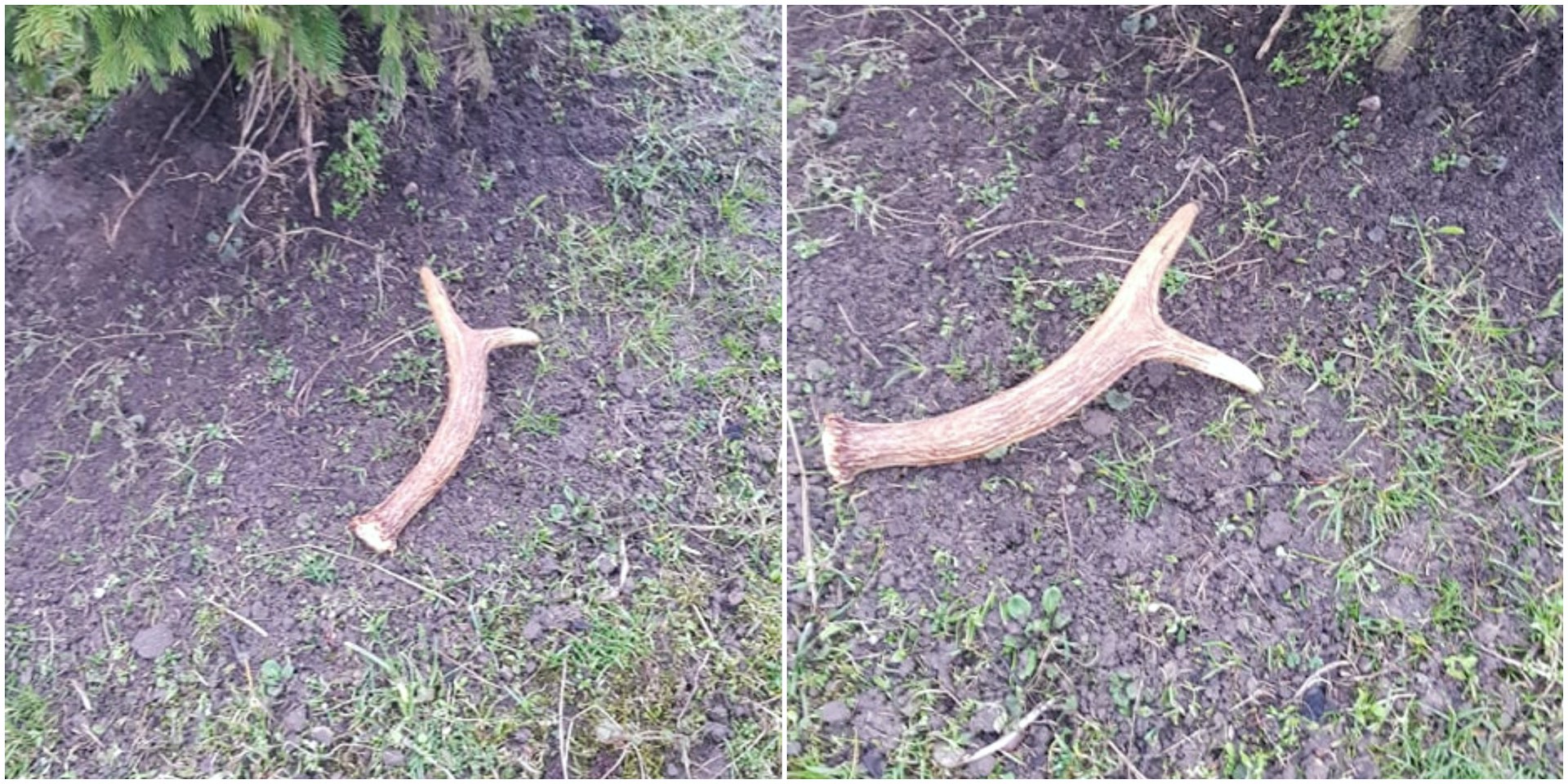 Briedžio ragelis. Pastarieji ragus neretai pameta pelkėse, krūmokšniuose. / Asmeninio archyvo nuotr. 