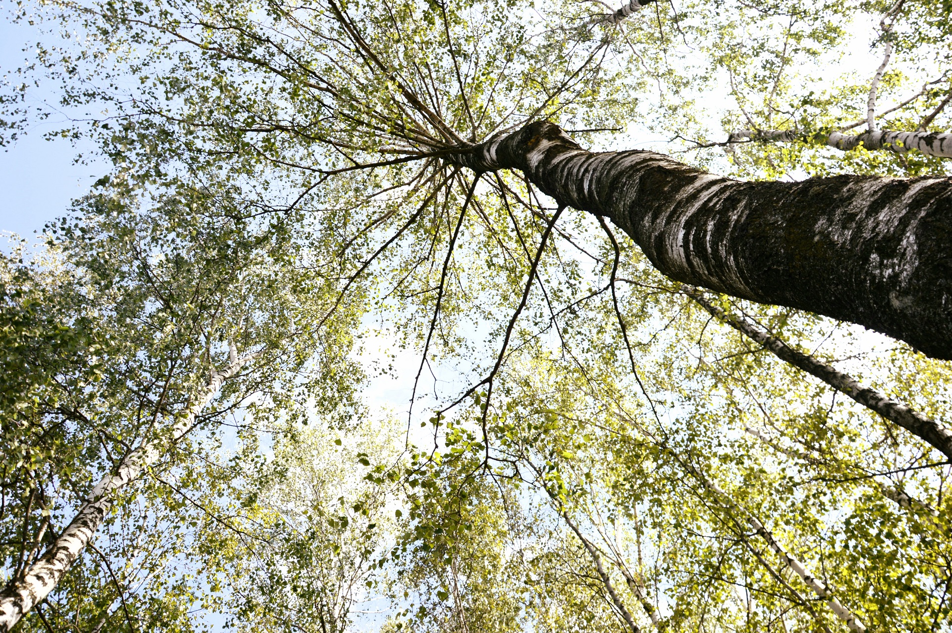 Žolinė – tyra pagonybės laikų pagarbos išraiška gamtai, laikas, kuomet svarbiausi lauko darbai jau buvo nudirbti, javai – nupjauti, uogos ir vaisiai – surinkti, o uogienių – privirta./ J. Šveikytės nuotr.