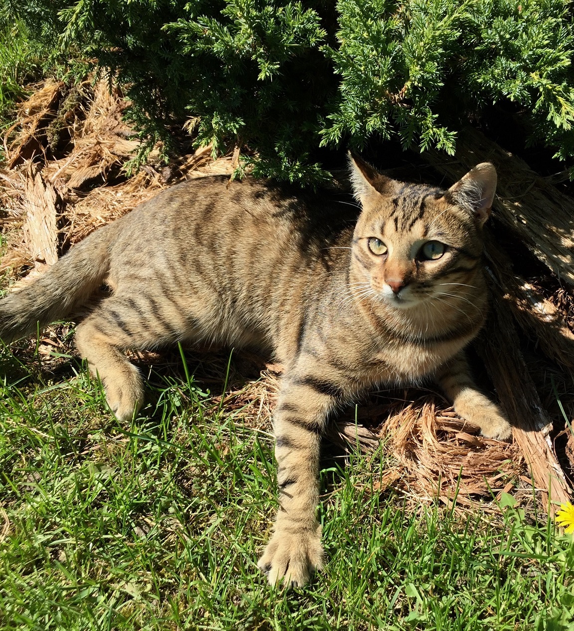 Po sunkių išorinių sužeidimų jaukiuose ir šiltuose namuose atsigavęs Šariukas netruko išreikšti meilės ir padėkos tiems, kurie jį išgelbėjo./ Asmeninio archyvo nuotr.