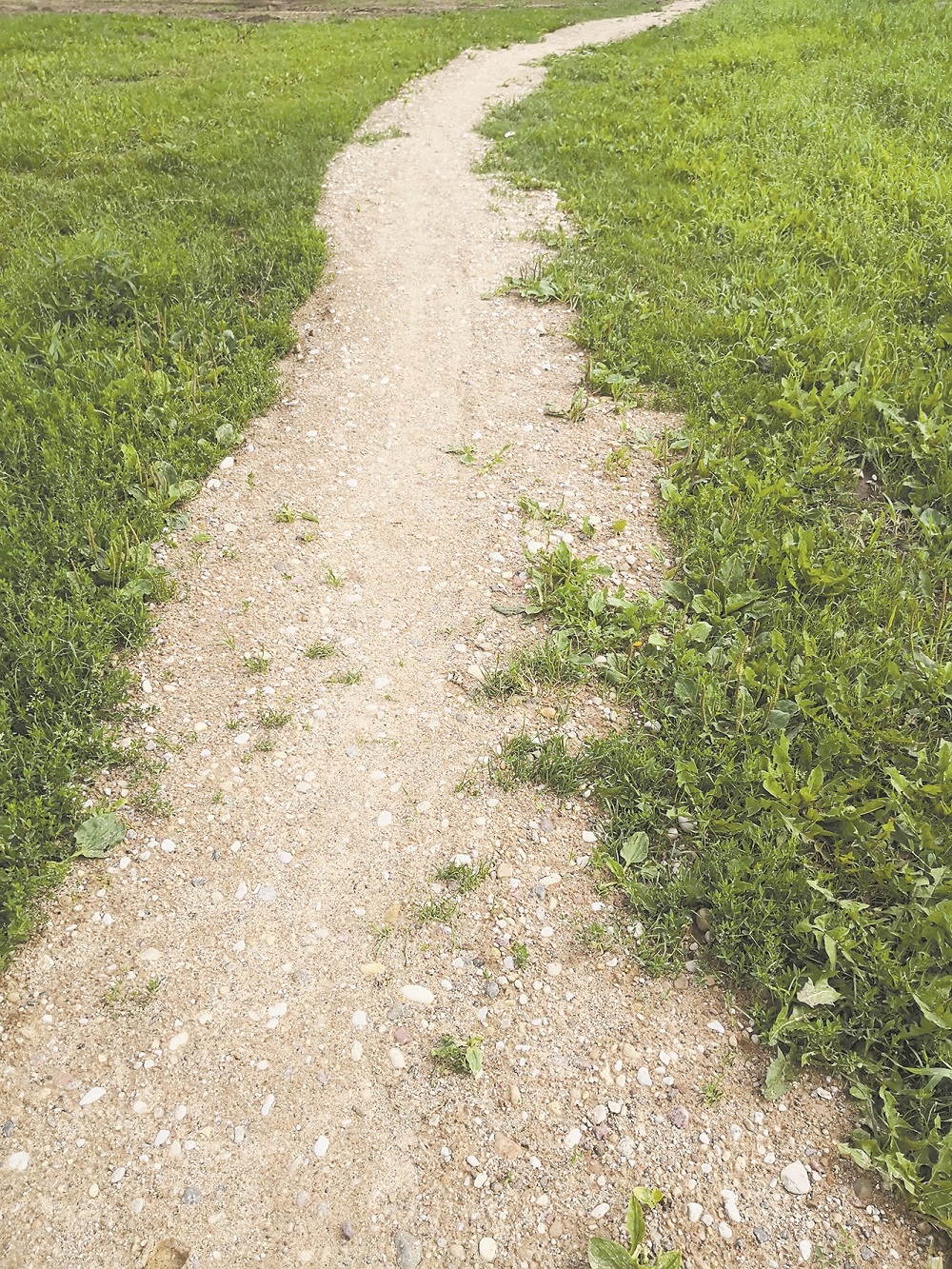 Žvyro krūvą išpylė tiesiai ant žmonių išmintos žolės ir imitavo neva pėsčiųjų takelį. 