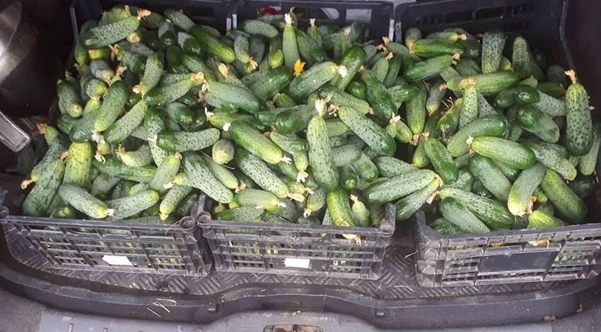  Turguje – pirmieji kėdainietiški agurkai