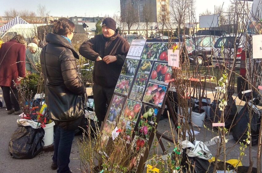  Sodininkų mugėje paklausiausi vaismedžių sodinukai