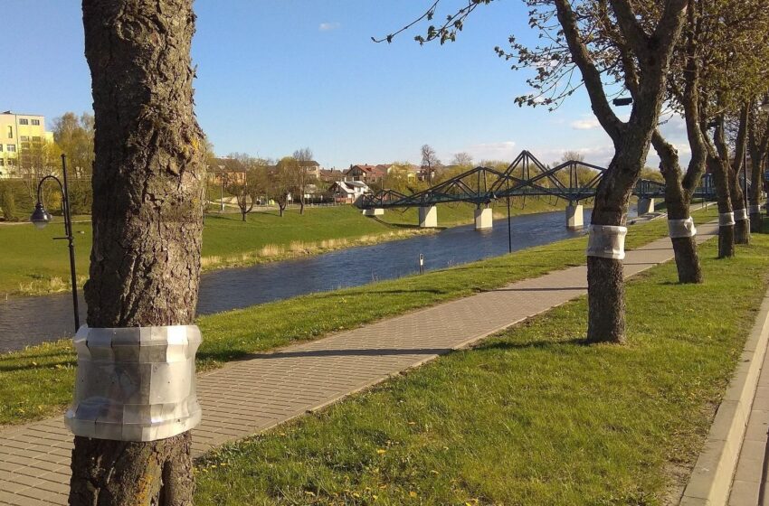  Kėdainių kaštonus saugo nuo kenkėjų