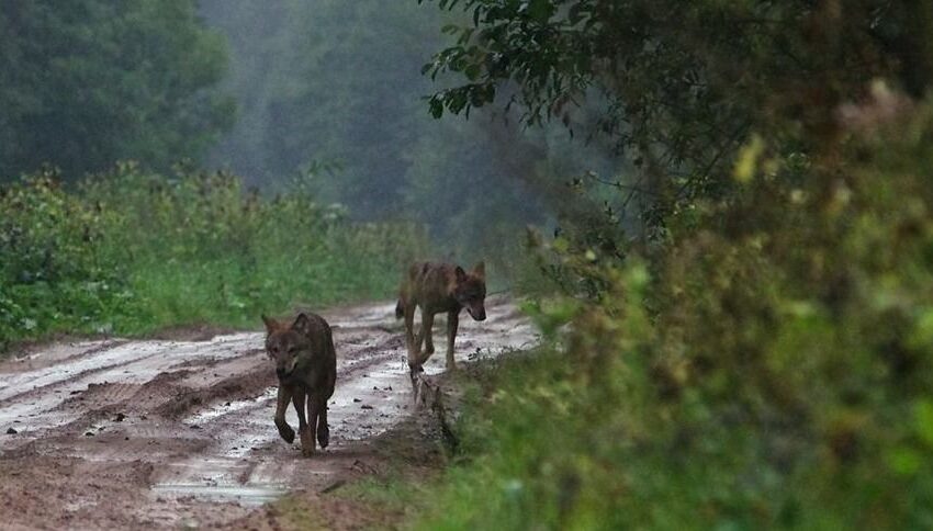  Kėdainių rajone vilkai pjauna ūkininkų gyvulius