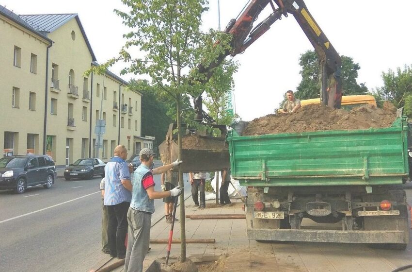  Mieste pasodinta dešimtys liepaičių