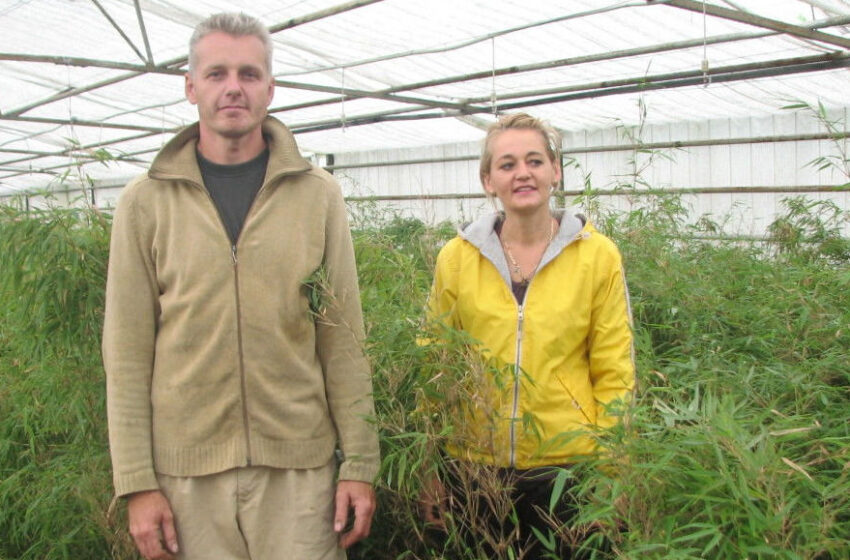  Prie Kėdainių danams augina bambukus