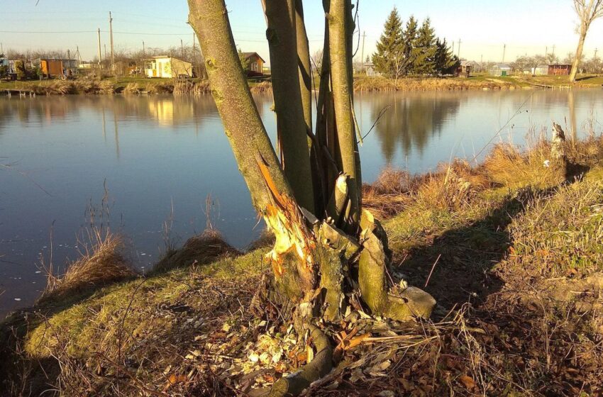  Kėdainių rajono gyventojus terorizuoja bebrai