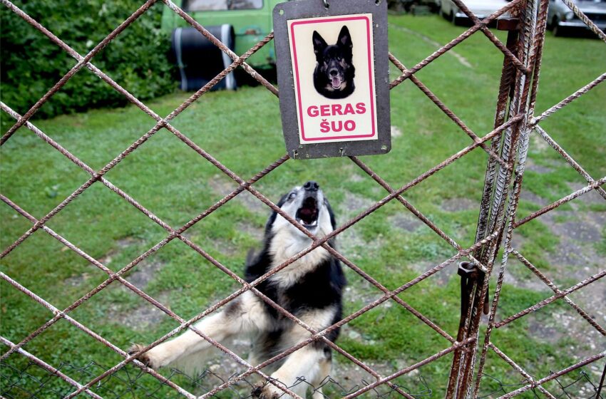  Kėdainiuose šuo sukandžiojo mergaitę