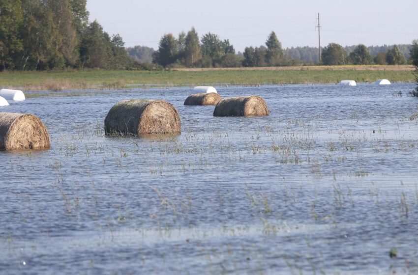  Bandys apskaičiuoti tikslius nuostolius