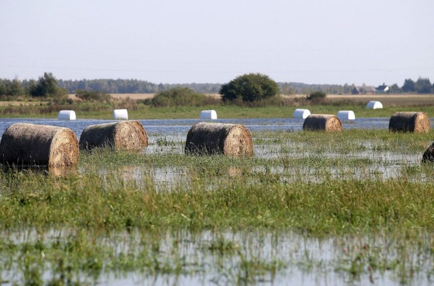  Nuo liūčių nukentėjusiems ūkininkams – 9 mln. eurų