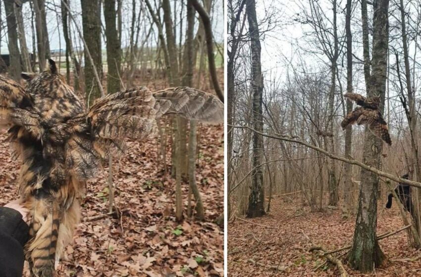  Pasveikęs mažasis apuokas paleistas į laisvę