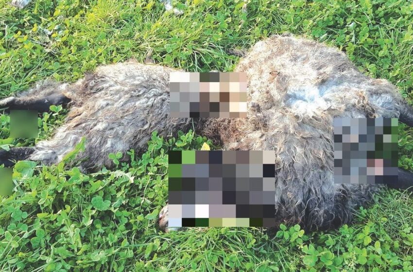  Kėdainių rajone prie bendruomenės namų vilkas sudraskė avį ir ėriuką