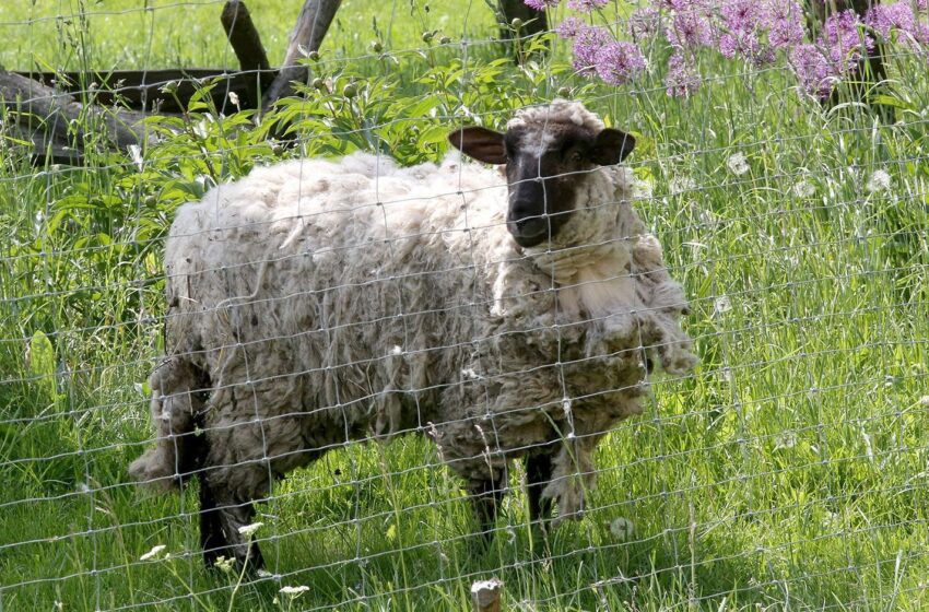  Grynaveisliams ūkiniams gyvūnams įsigyti – valstybės parama