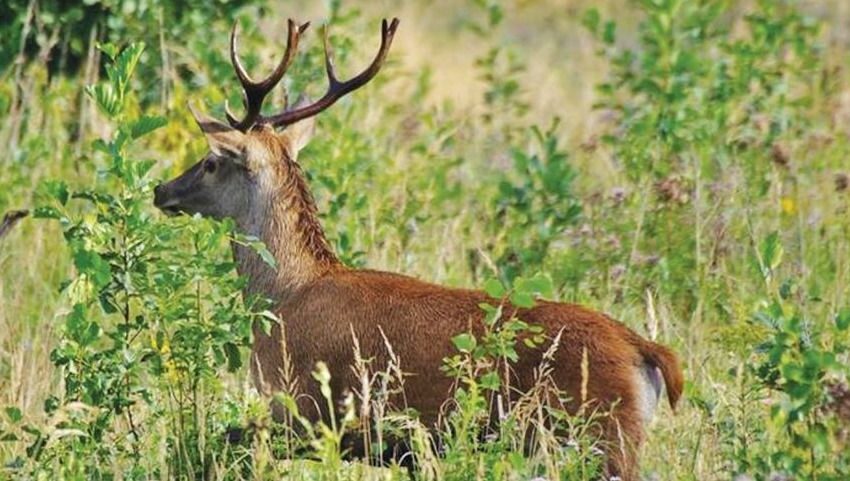  Patvirtino tauriųjų elnių ir briedžių sumedžiojimo limitus naujam medžioklės sezonui