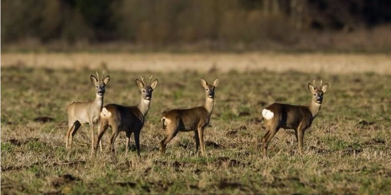  Vairuotojų dėmesiui: saugokites į kelią išėjusių žvėrių