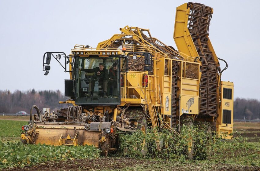  Cukraus fabrikas pagamino mažiau produkcijos