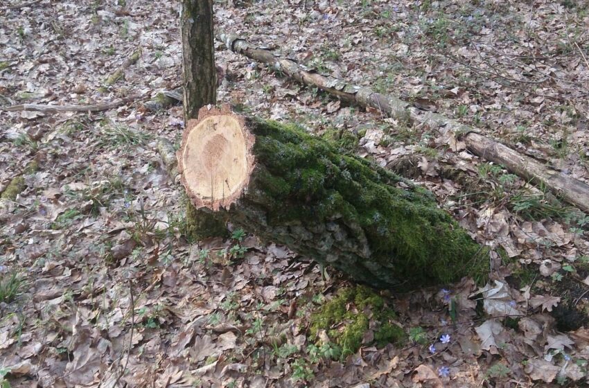  Karštoji linija. Kas savivaliauja Babėnų šile?