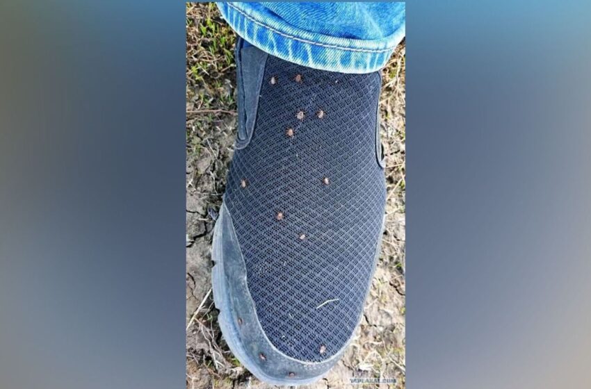  Po apsilankymo Babėnų šile nustėro: ant bato – tuzinas erkių