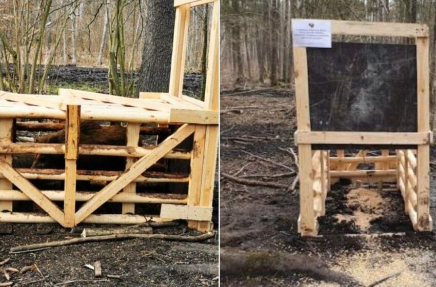  Įrenginėja šernų gaudykles