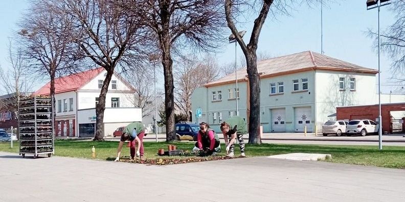  Miesto gėlynus papuošė našlaičių žiedai