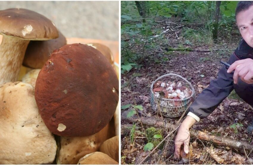  Antroji banga: prasidėjo rudeninis grybų dygimas