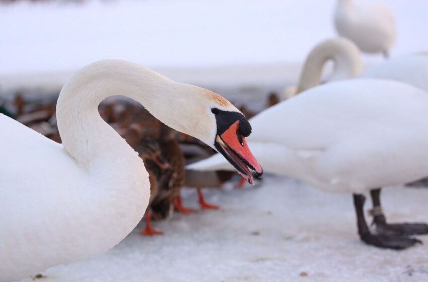  Gulbės ant ledo visai nelaukia žmogaus pagalbos