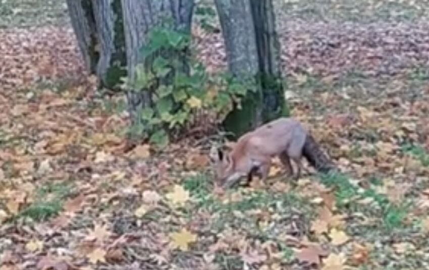  Miesto parko lapė lankytojų visai nebijo