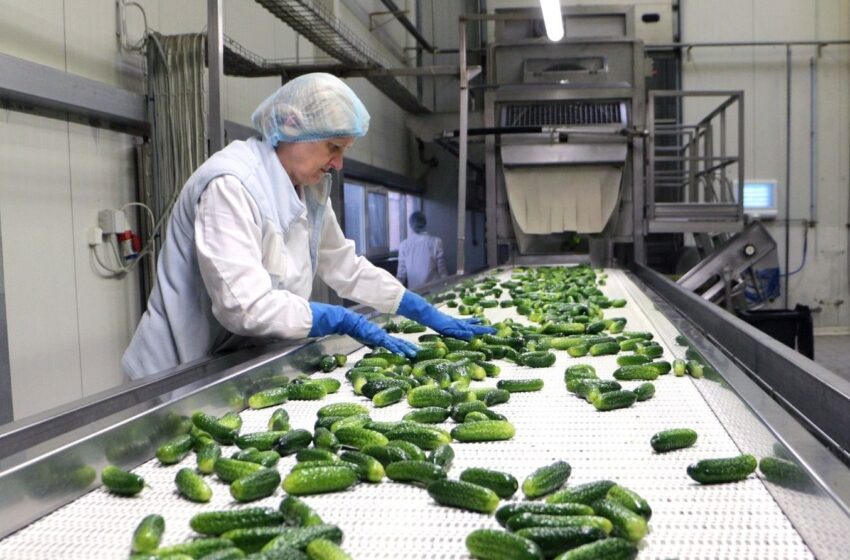  Kėdainių konservų fabrike prasidėjo agurkų konservavimo sezonas (VIDEO)