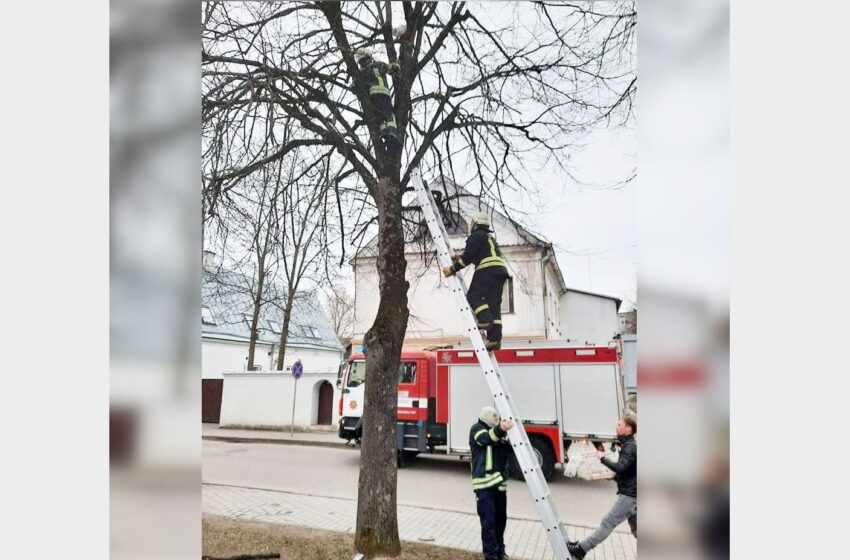  Radvilų gatvėje – katino gelbėjimo operacija