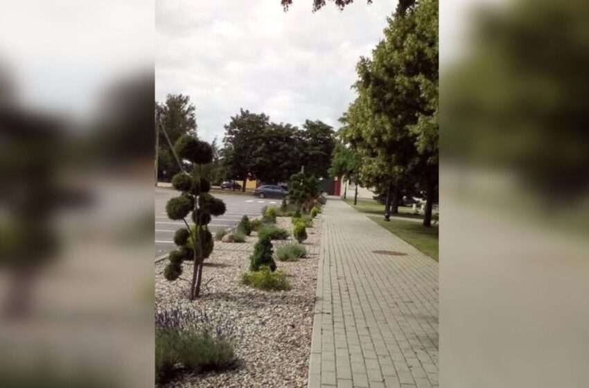  Vagys nusiaubė Josvainių gėlynus