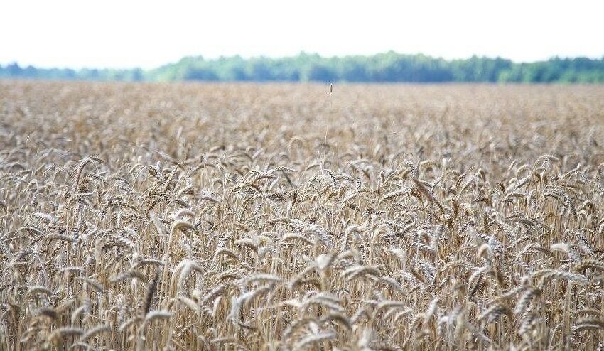  Pasėlių ir žemės ūkio naudmenų deklaravimas – balandžio viduryje