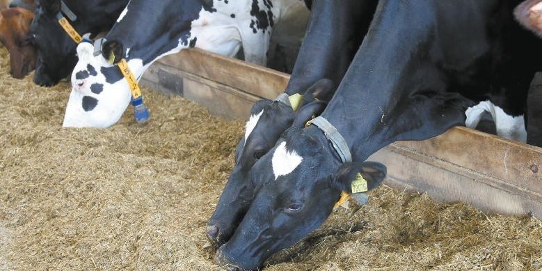  Kėdainių rajone – pienininkystės sektoriaus lyderiai