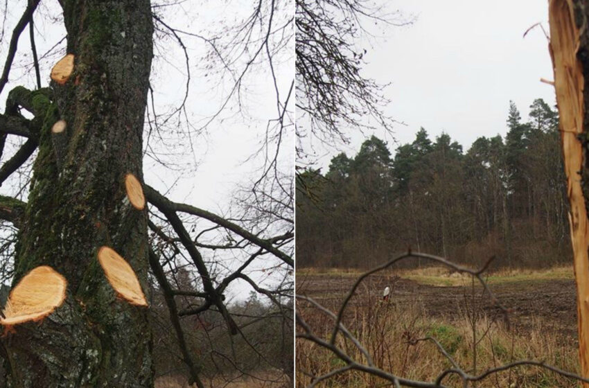  Kėdainių rajone – medžių genocidas ar nesusipratimas?