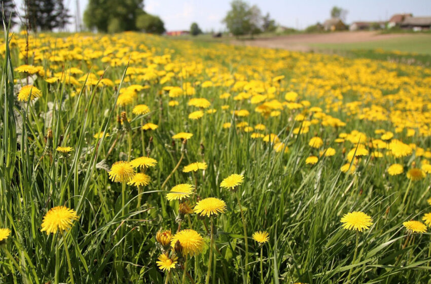  Žolėje – nematomas pavojus