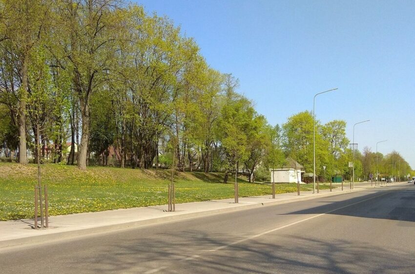  Pernai sodintos miesto liepaitės sėkmingai prigijo