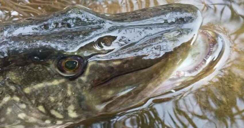  Baigiasi draudimas žvejoti lydekas, prasideda ribojimai karšių žūklei