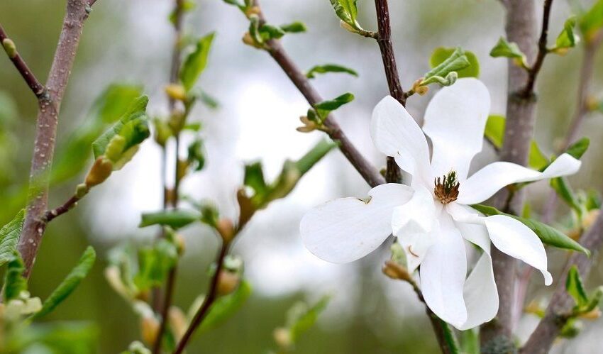  Magnolijų žydėjimas į Skinderiškio parką vilioja šimtus