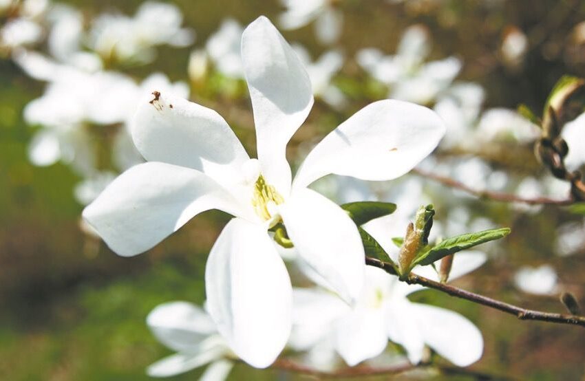  Pražydo Skinderiškių parko pažiba – magnolijos