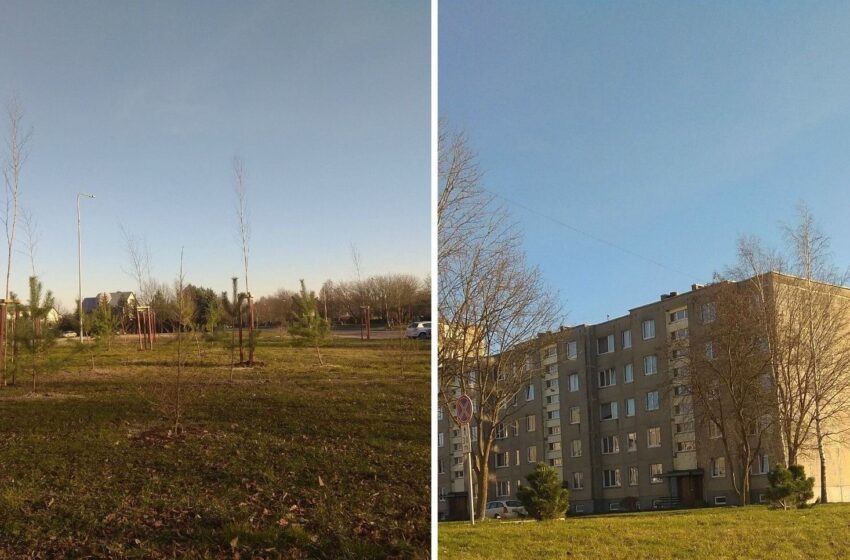  Kėdainiuose prieš žiemą pasodinta dešimtys medelių