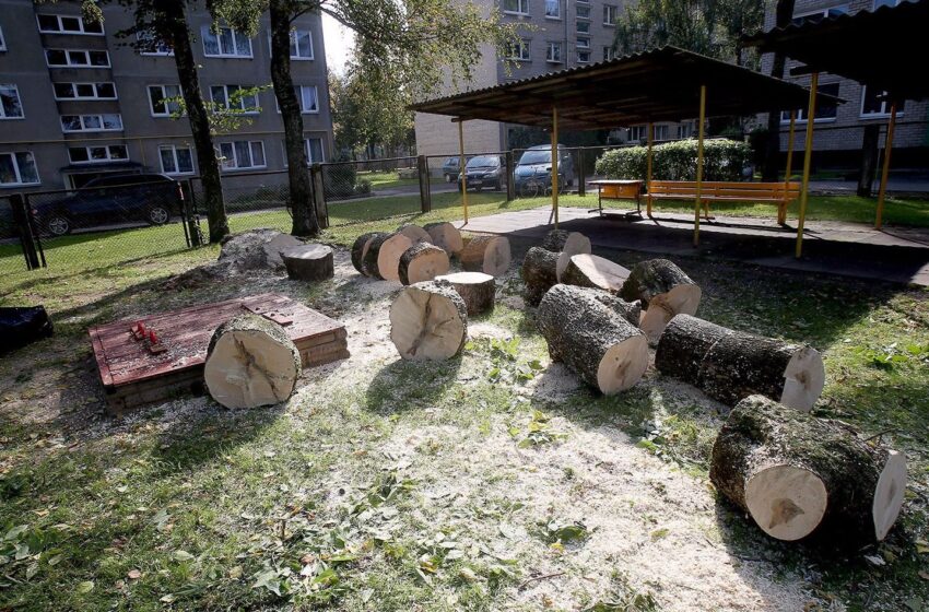  „Aviliuke“ virto didžiulis medis (fotogalerija)