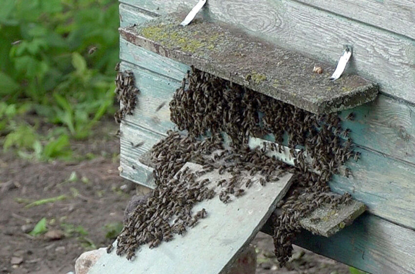  Bitininkai džiaugiasi pirmuoju medunešiu