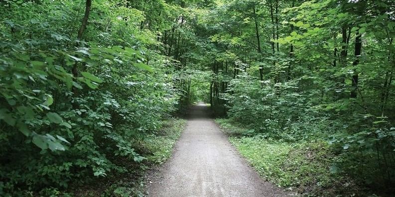  Nuo atsibudusių erkių kenčia ne tik žmonės, bet ir augintiniai. Kaip juos apsaugoti?