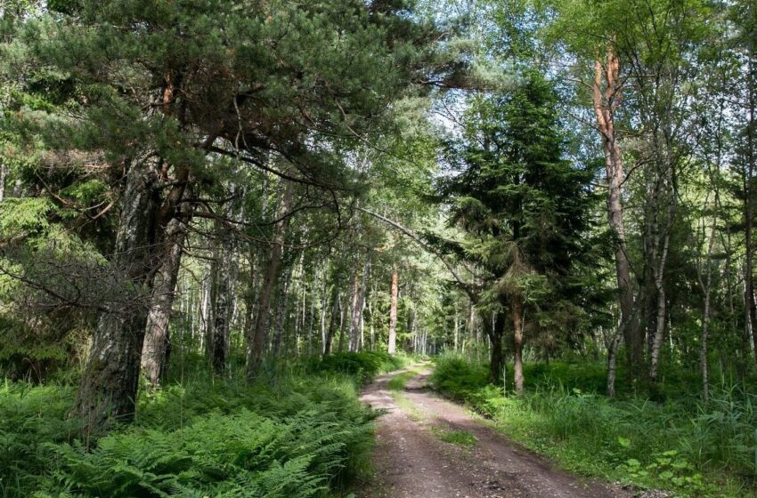  Miško veisimas – nauja galimybė ūkininkams