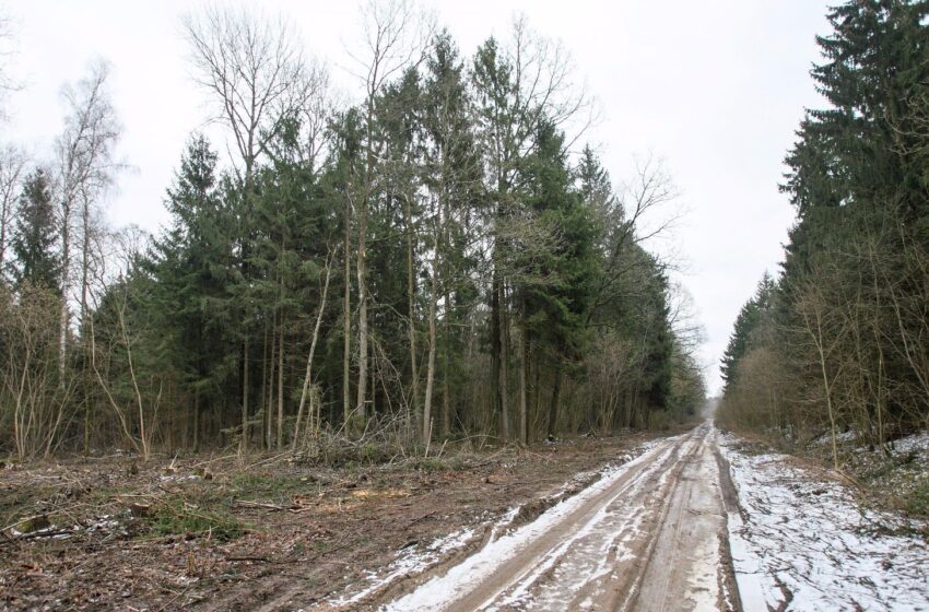  Slikių kaime pavogti trys beržai ir juodalksnis