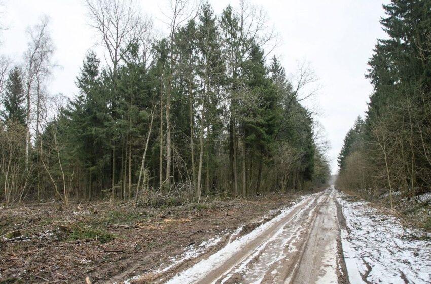  Miškuose pernai surinkta 700 tonų atliekų