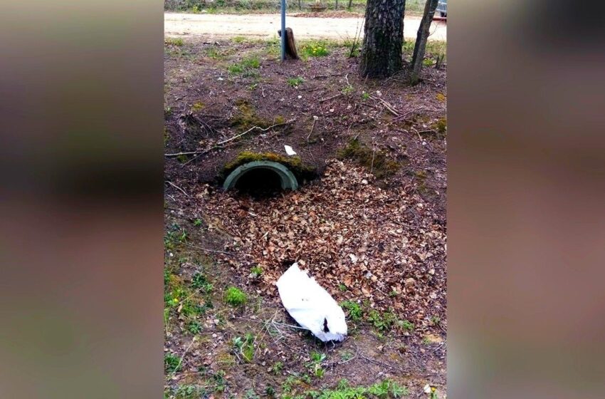  Sukrečiantis radinys pamiškėje: maiše – užmušta lapė
