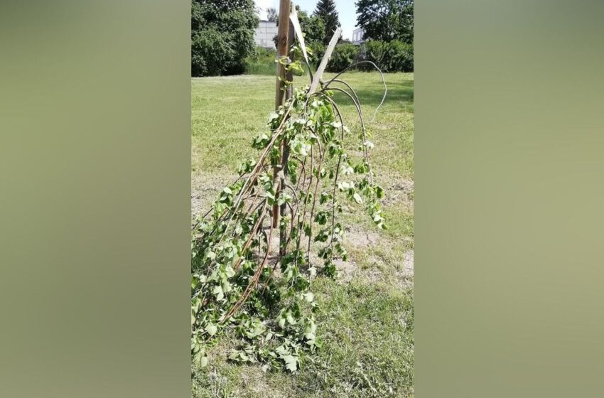  Skongalio poilsiavietėje nulaužti medeliai, išrauti krūmeliai