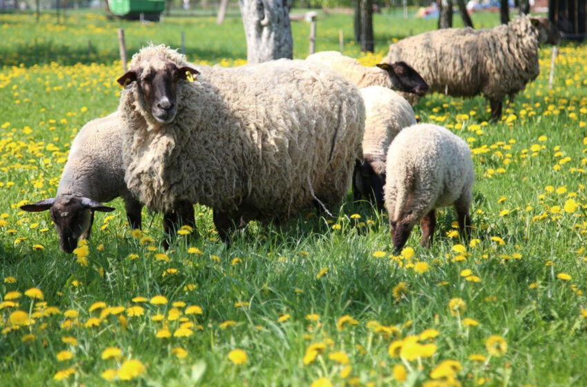  Saviečiai – pienių ir obelų žieduose paskendęs kaimas